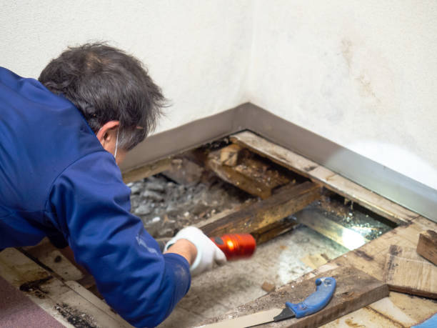 Best Kitchen Mold Remediation in Petaluma, CA