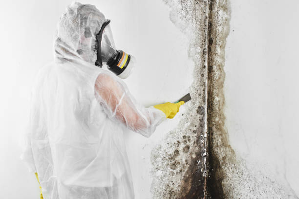 Best Mold Remediation for Specific Building Types in Petaluma, CA