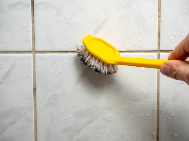 Best Commercial Mold Remediation in Petaluma, CA