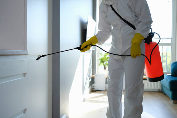 Best Preventive Mold Services in Petaluma, CA