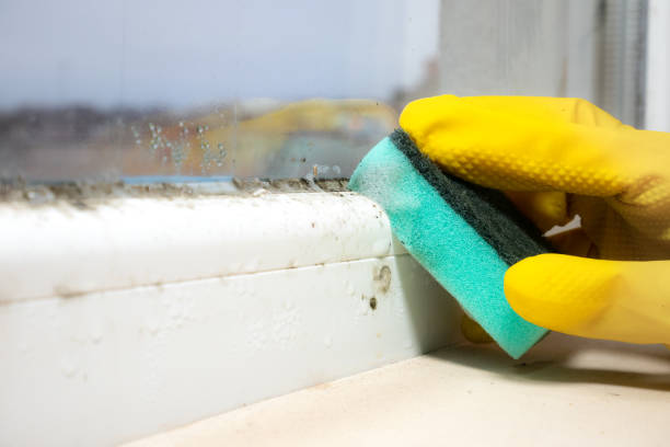 Best Attic Mold Remediation in Petaluma, CA