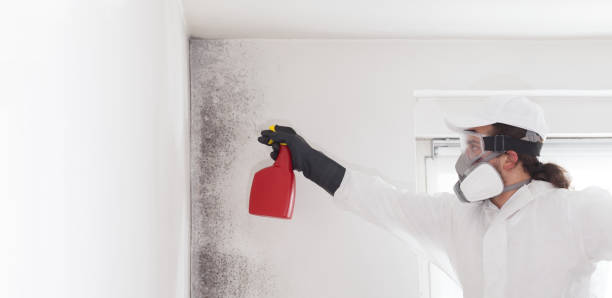 Best Crawl Space Mold Remediation in Petaluma, CA