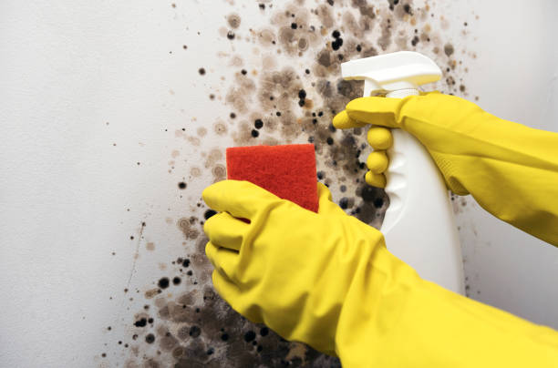 Best Residential Mold Remediation in Petaluma, CA