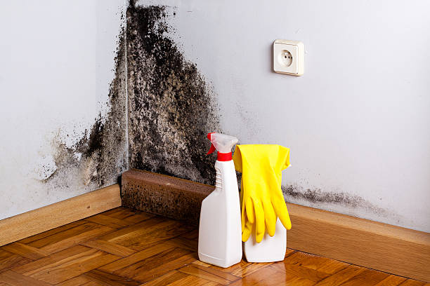 Best White Mold Remediation in Petaluma, CA