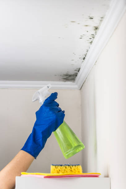 Best Post-Flood Mold Remediation in Petaluma, CA