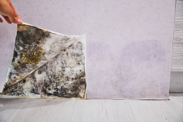 Best Insurance-Related Mold Remediation in Petaluma, CA